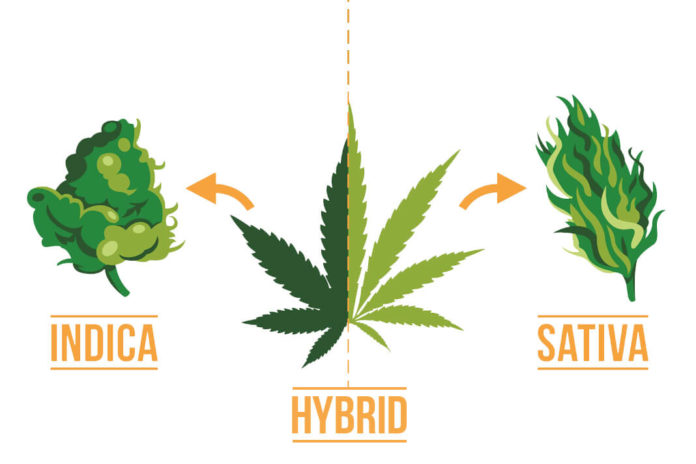 What Are The Differences - Indica, Sativa And Hybrid