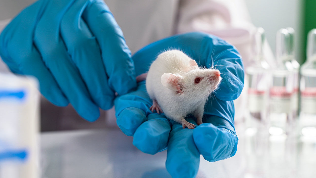 medical research with mice