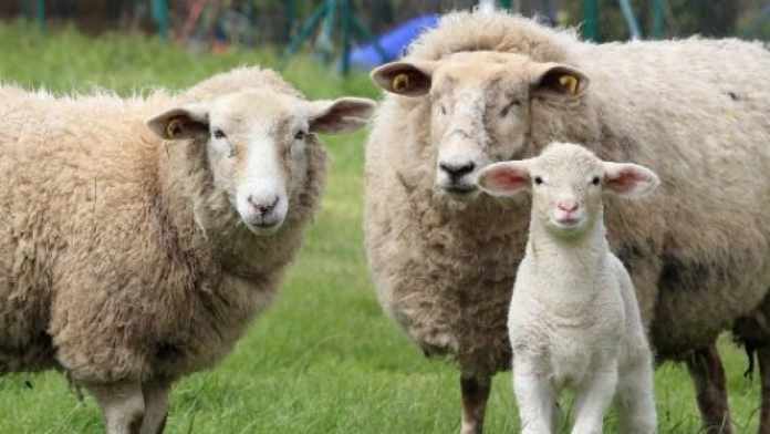 Difference Between Lamb And Sheep