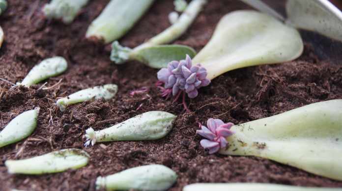 How to propagate succulents?