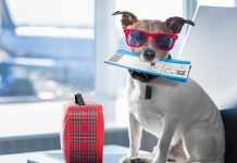 A Comprehensive Guide To Pet Transport By Air In Australia! Pet Transport