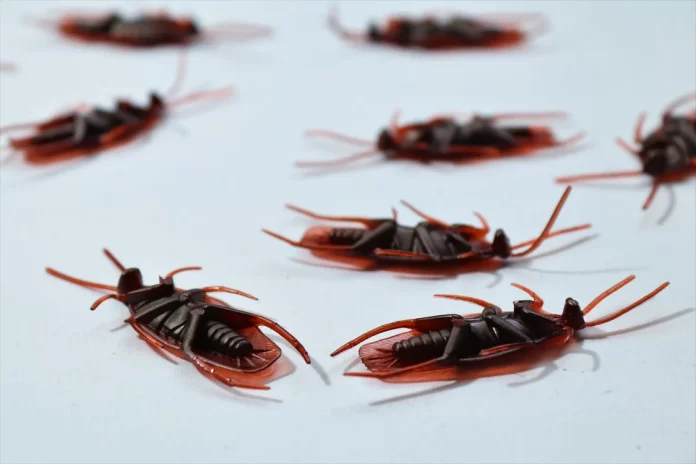 Cockroach Bites