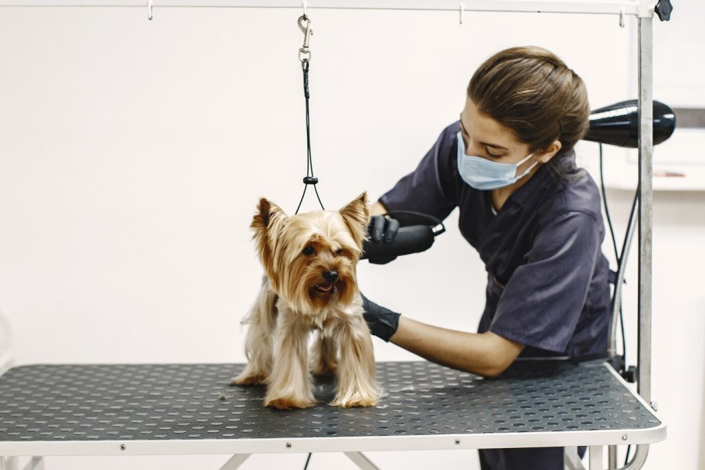 Pet Care and Grooming